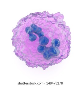 Illustration showing the structure of a megakaryocyte, a large nucleated cell in the bone marrow which is the precursor for the production of platelets or thrombocytes