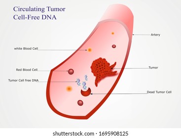 Illustration showing tumor cell free DNA releasing into blood stream