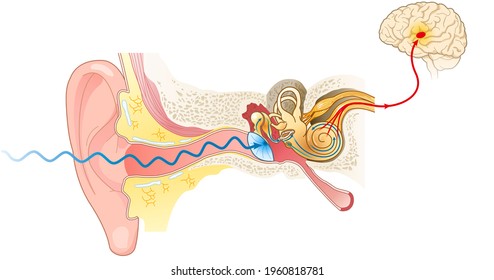 Illustration showing the way of a sound wave to the brain, labeled