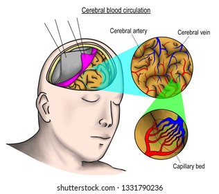 Illustration Shown Brain Circulation Including Cerebral Artery, Cerebral Vein And Capillary Bed. It Demonstrate The Completed Circulation From Artery To Vein. 