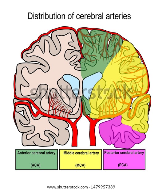 67 Anterior Cerebral Artery Images, Stock Photos & Vectors | Shutterstock