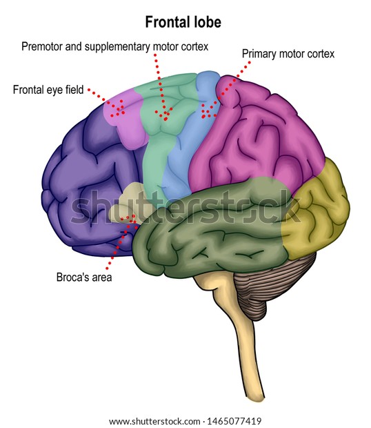 The illustration shown the human brain\
anatomy including frontal, temporal, parietal and occipital lobe.\
Brain stem and cerebellum was included.\
