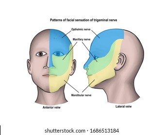 The Illustration Shows The Anatomy And Sensory Distribution Of Left Cranial Nerve Fifth.