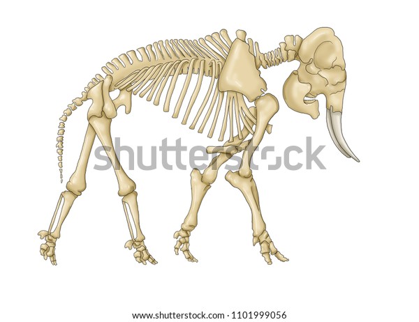 Illustration Skeleton Elephant On White Background Stock Illustration ...