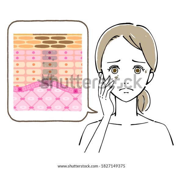 Illustration of skin structure diagram,\
illustration of\
women