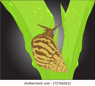 Illustration Of A Snail Animal On A Leaf. Slow Motion Animals