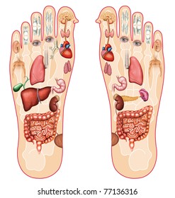 Illustration Of The Soles Of The Feet With The Reflexology Zones Marked By 