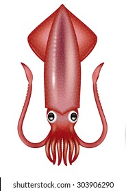 Illustration Of Squid. / Humboldt Squid. Swordtip Squid.