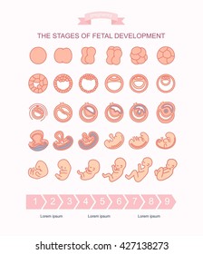 Illustration Stages Fetal Development Pregnancy Fetal Stock ...