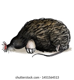 Illustration Of A Star Nosed Mole