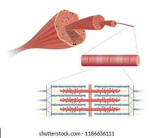 Illustration Of Structure Skeletal Muscle