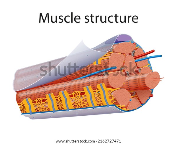 Illustration of\
Structure Skeletal Muscle\
Anatomy