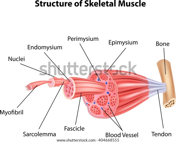 Illustration Structure Skeletal Muscle Anatomy Stock Illustration 404668555