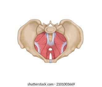 an illustration of superior view of female pelvic