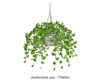 Illustration Of A Swedish Ivy, A Hanging Plant