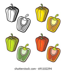 Illustration sweet pepper  Whole fruit   cross section and seeds  Green  yellow  red   outline version