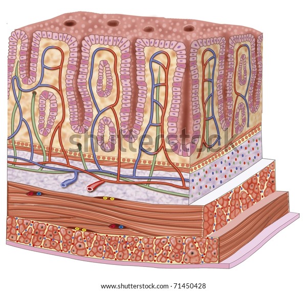 Illustration Thick Intestine Walls Stock Illustration 71450428