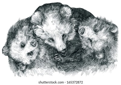 Illustration Of Three Bears 