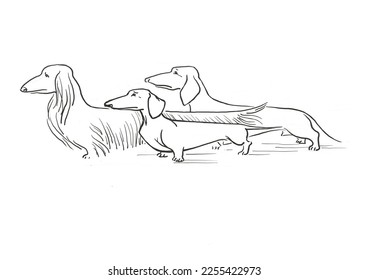 Illustration three dachshunds long