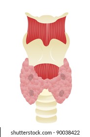 Illustration Of Thyroid And Parathyroid Gland