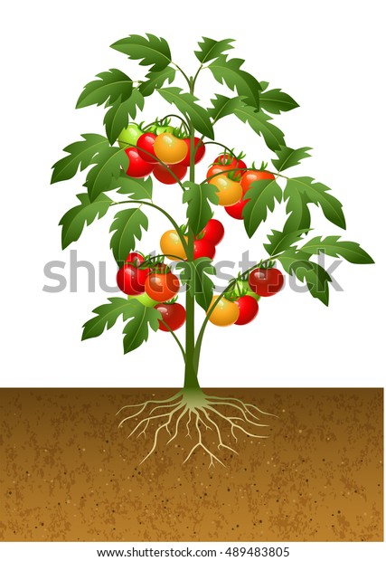 Illustration Tomato Plant Root Under Ground Stock Illustration ...