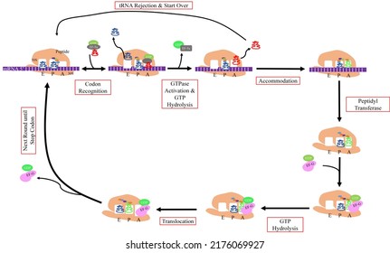 Illustration Of Transcription Elongation And Proof Reading In Prokaryotic Cells.