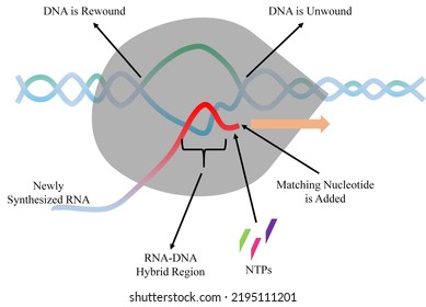 Illustration Of Transcription Elongation Step.