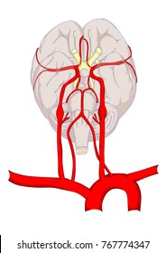 Illustration Of Transparent Brain Anatomy And Blood Circulation Of Brain. From Great Vessel Of Thorax Up To Brain And Brain Stem.