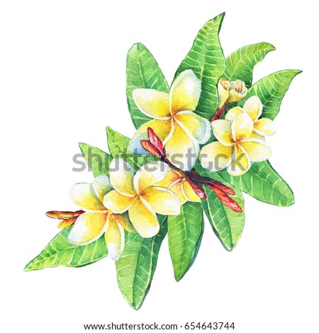 Illustration of tropical resort flowers frangipani (plumeria). Hand drawn watercolor painting on white background.