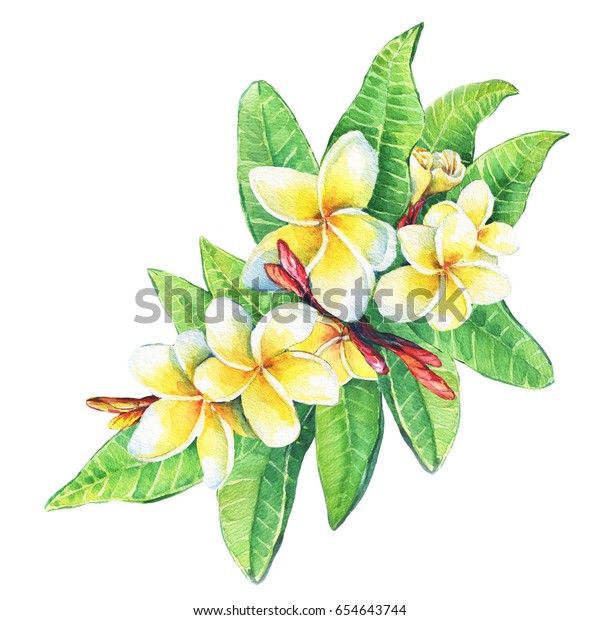 熱帯リゾートの花のフランジパニ プルメリア のイラスト 白い背景に手描きの水彩画 のイラスト素材