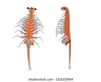 Illustration Of Two Brine Shrimps (Artemia Salina), 