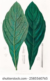 Illustration of two large green leaves with detailed veins. Botanical art showing leaf texture and structure. Includes smaller sketches of leaf parts. Vintage flower illustration.