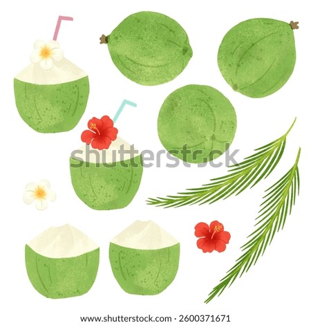 Illustration of various coconuts drawn with delicate watercolor touches