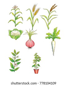 Illustration Of  Vegitables