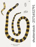 Illustration of a venomous snake with yellow and black stripes. Venomous snake depicted with detailed scales. Yellow and black snake illustration. Vintage animal drawing illustration painting.