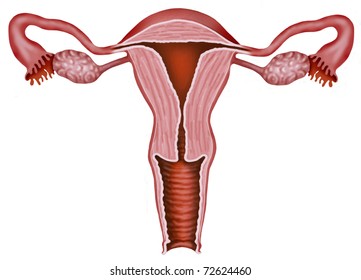 Illustration of the walls of the uterus and vagina of a woman