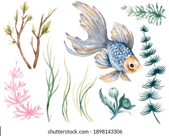 水草 金魚 のイラスト素材 画像 ベクター画像 Shutterstock