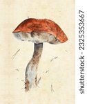 Illustration with watercolor mushroom in the style of vintage lithography