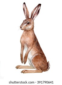 illustration with watercolor on paper. Isolated European hare