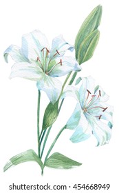 Illustration Of Watercolor White Lily On A White Background