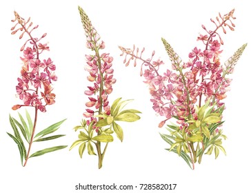 Illustration in watercolor of Willow-nerb and Lupine. Floral card with flowers. Botanical illustration.
