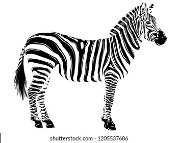 71+ Free Simple Zebra Tattoo HD Tattoo Photos