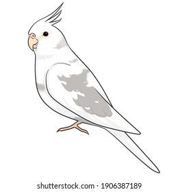 Illustration of the whole body of a white cockatio