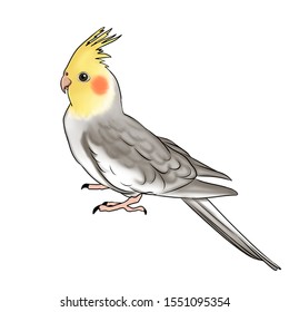 illustration of a yellow and gray cockatiel