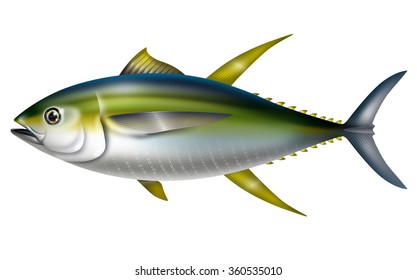 Illustration Of Yellowfin Tuna./Thunnus Albacares.