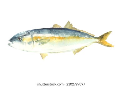 Illustration Of Yellowtail Drawn In Watercolor