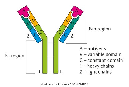 Illustration Of Y-shaped Protein - Antibody.