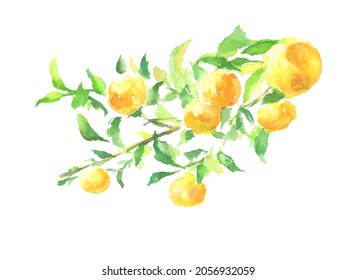 ゆずの木 のイラスト素材 画像 ベクター画像 Shutterstock