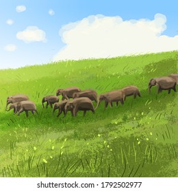 illustrations of native and wild animals