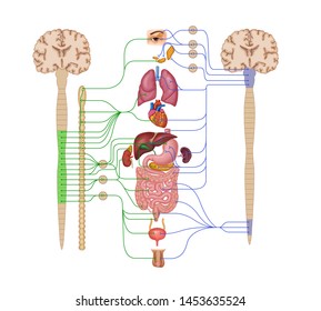 Illustrations Of Sympathetic & Parasympathetic Nervous System